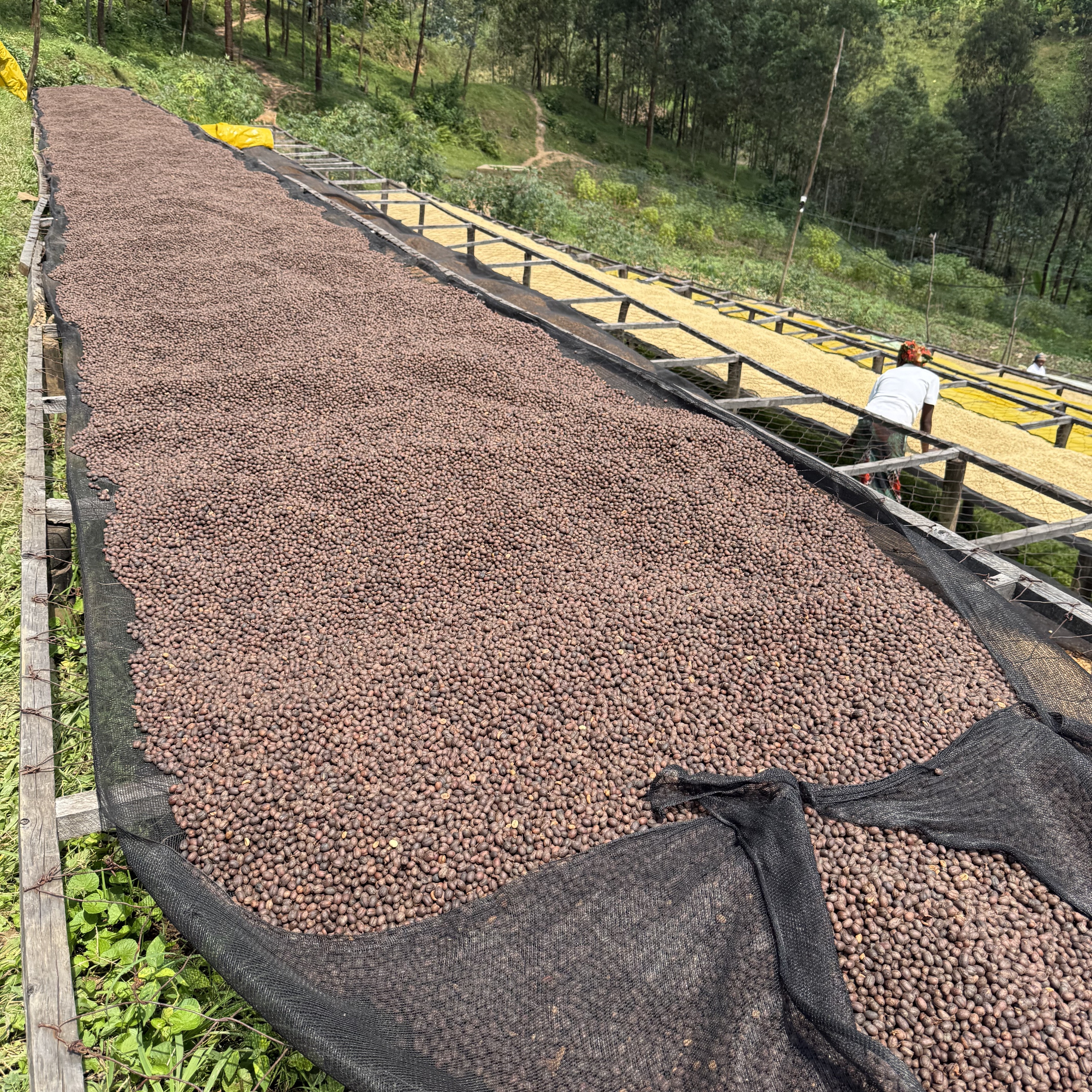 Rwanda Gisheke Natural(24/25年クロップ) | ORIGIN COUNTRIES for
